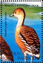Fulvous Whistling Duck (Dendrocygna bicolor)